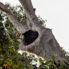 Corymbia maculata at Murramarang National Park - 27 Jun 2023 09:30 AM