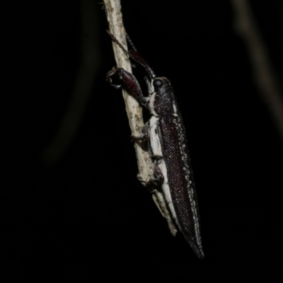 Rhinotia brunnea at Freshwater Creek, VIC - 12 Feb 2023 by WendyEM