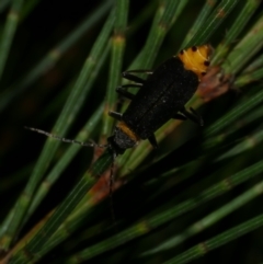 Chauliognathus lugubris (Plague Soldier Beetle) at Freshwater Creek, VIC - 12 Feb 2023 by WendyEM
