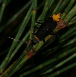 Chauliognathus lugubris at WendyM's farm at Freshwater Ck. - 12 Feb 2023 11:20 PM