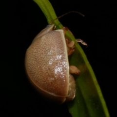 Paropsis atomaria (Eucalyptus leaf beetle) at WendyM's farm at Freshwater Ck. - 12 Feb 2023 by WendyEM