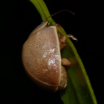 Paropsis atomaria (Eucalyptus leaf beetle) at Freshwater Creek, VIC - 12 Feb 2023 by WendyEM