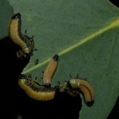 Paropsisterna cloelia (Eucalyptus variegated beetle) at WendyM's farm at Freshwater Ck. - 12 Feb 2023 by WendyEM