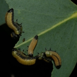 Paropsisterna cloelia at WendyM's farm at Freshwater Ck. - 12 Feb 2023