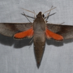 Hippotion scrofa (Coprosma Hawk Moth) at Freshwater Creek, VIC - 20 Feb 2023 by WendyEM