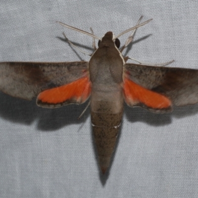 Hippotion scrofa (Coprosma Hawk Moth) at Freshwater Creek, VIC - 20 Feb 2023 by WendyEM
