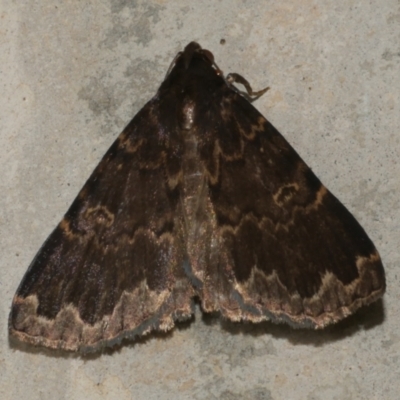 Mormoscopa sordescens (An Erebid moth (Herminiinae)) at Freshwater Creek, VIC - 19 Feb 2023 by WendyEM