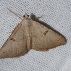 Dissomorphia australiaria (Dashed Geometrid, Ennominae) at WendyM's farm at Freshwater Ck. - 20 Feb 2023 by WendyEM