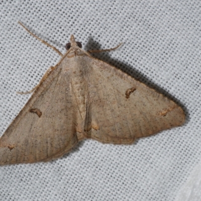 Dissomorphia australiaria (Dissomorphia australiaria) at Freshwater Creek, VIC - 20 Feb 2023 by WendyEM