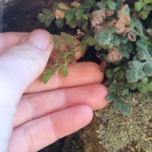 Asplenium subglandulosum at QPRC LGA - 10 Jun 2024