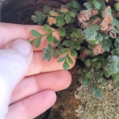 Asplenium subglandulosum at QPRC LGA - 10 Jun 2024