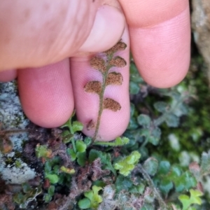 Asplenium subglandulosum at QPRC LGA - 10 Jun 2024