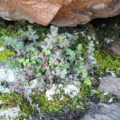 Asplenium subglandulosum at QPRC LGA - 10 Jun 2024