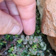 Asplenium subglandulosum at QPRC LGA - 10 Jun 2024