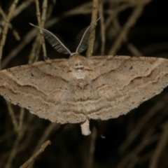 Syneora fractata (Ennominae) at WendyM's farm at Freshwater Ck. - 20 Feb 2023 by WendyEM