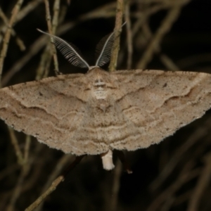 Syneora fractata at WendyM's farm at Freshwater Ck. - 21 Feb 2023