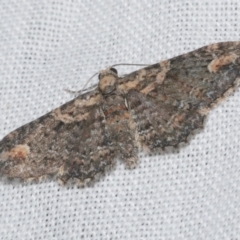 Chloroclystis pallidiplaga (White-shouldered Pug Moth) at WendyM's farm at Freshwater Ck. - 21 Feb 2023 by WendyEM