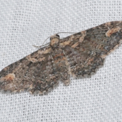 Chloroclystis pallidiplaga (White-shouldered Pug Moth) at Freshwater Creek, VIC - 20 Feb 2023 by WendyEM