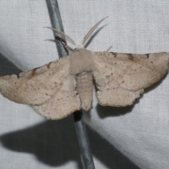 Circopetes obtusata (Grey Twisted Moth) at WendyM's farm at Freshwater Ck. - 20 Feb 2023 by WendyEM
