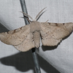 Circopetes obtusata (Grey Twisted Moth) at WendyM's farm at Freshwater Ck. - 21 Feb 2023 by WendyEM