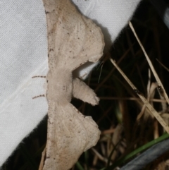 Circopetes obtusata (Grey Twisted Moth) at Freshwater Creek, VIC - 20 Feb 2023 by WendyEM