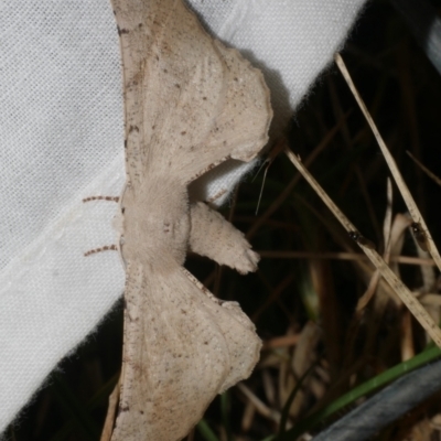 Circopetes obtusata (Grey Twisted Moth) at Freshwater Creek, VIC - 20 Feb 2023 by WendyEM