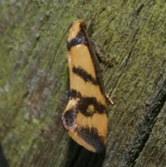 Olbonoma triptycha (Chezela Group) at WendyM's farm at Freshwater Ck. - 21 Feb 2023 by WendyEM