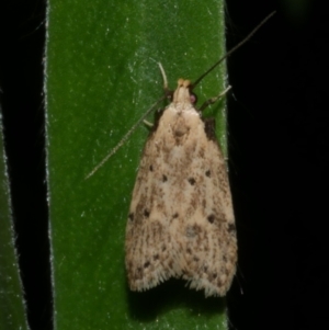 Atheropla decaspila at WendyM's farm at Freshwater Ck. - 21 Feb 2023 12:19 AM