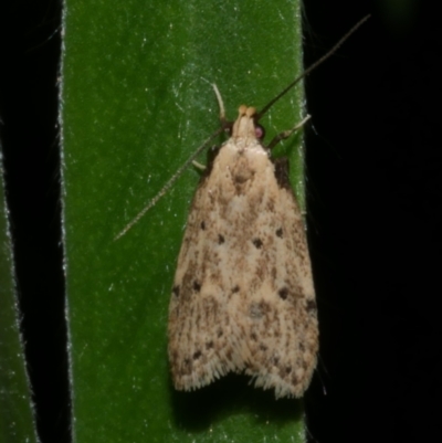 Atheropla decaspila (A concealer moth) at Freshwater Creek, VIC - 20 Feb 2023 by WendyEM