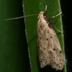 Atheropla decaspila at WendyM's farm at Freshwater Ck. - 21 Feb 2023 12:19 AM