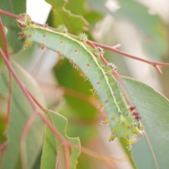 Opodiphthera eucalypti (Emperor Gum Moth) at Freshwater Creek, VIC - 22 Feb 2023 by WendyEM