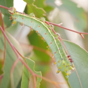 Opodiphthera eucalypti at WendyM's farm at Freshwater Ck. - 22 Feb 2023 07:18 PM