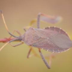 Amorbus alternatus (Eucalyptus Tip Bug) at WendyM's farm at Freshwater Ck. - 22 Feb 2023 by WendyEM