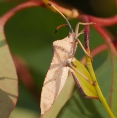 Amorbus alternatus at WendyM's farm at Freshwater Ck. - 22 Feb 2023 06:52 PM