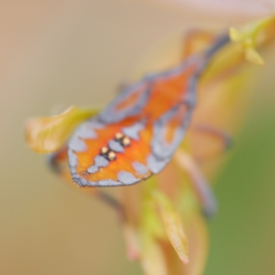 Amorbus alternatus at WendyM's farm at Freshwater Ck. - 22 Feb 2023 by WendyEM