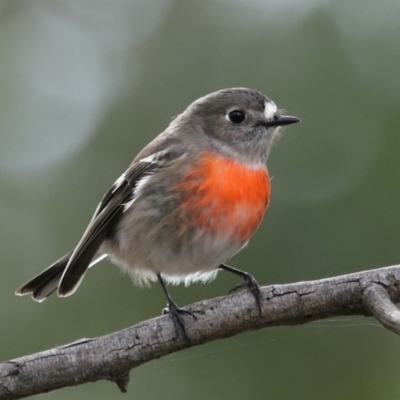 Petroica boodang (Scarlet Robin) at Mulligans Flat - 12 Jun 2024 by TimL