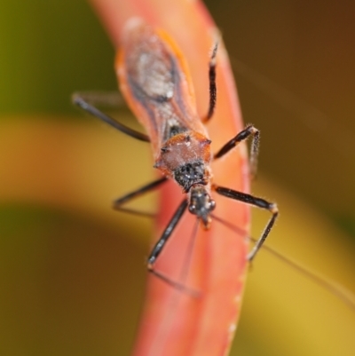 Gminatus australis (Orange assassin bug) at Freshwater Creek, VIC - 22 Feb 2023 by WendyEM