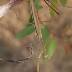 Tenodera australasiae (Purple-winged mantid) at Freshwater Creek, VIC - 22 Feb 2023 by WendyEM