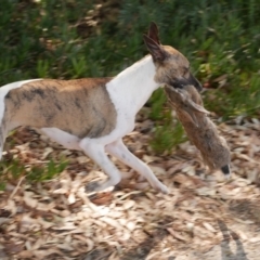 Oryctolagus cuniculus (European Rabbit) at Freshwater Creek, VIC - 24 Feb 2023 by WendyEM