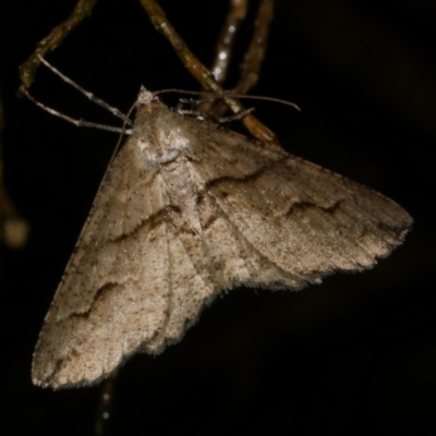 Syneora fractata (Ennominae) at Freshwater Creek, VIC - 25 Feb 2023 by WendyEM