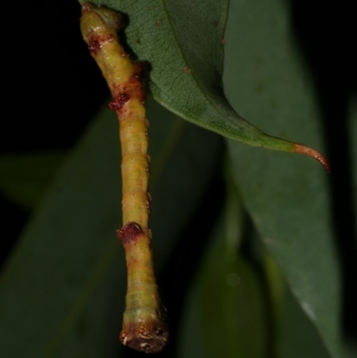 Circopetes obtusata (Grey Twisted Moth) at WendyM's farm at Freshwater Ck. - 25 Feb 2023 by WendyEM