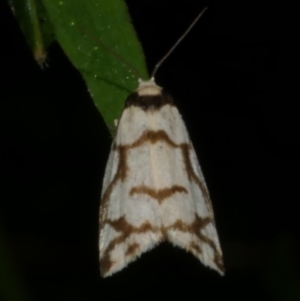 Chiriphe dichotoma at WendyM's farm at Freshwater Ck. - 25 Feb 2023 09:39 PM