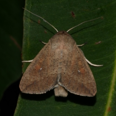 Mythimna (Pseudaletia) convecta (Common Armyworm) at WendyM's farm at Freshwater Ck. - 25 Feb 2023 by WendyEM