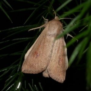 Mythimna (Pseudaletia) convecta at WendyM's farm at Freshwater Ck. - 25 Feb 2023