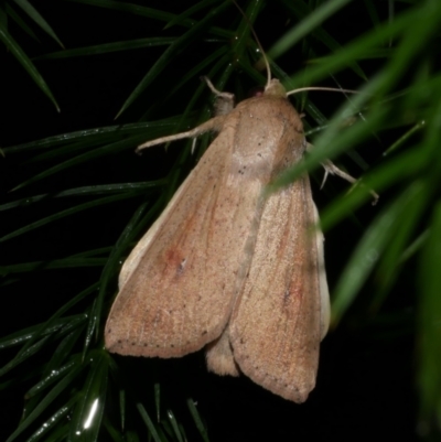 Mythimna (Pseudaletia) convecta (Common Armyworm) at Freshwater Creek, VIC - 25 Feb 2023 by WendyEM