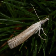 Culladia cuneiferellus (Crambinae moth) at WendyM's farm at Freshwater Ck. - 25 Feb 2023 by WendyEM