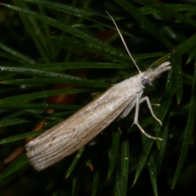 Culladia cuneiferellus (Crambinae moth) at WendyM's farm at Freshwater Ck. - 25 Feb 2023 by WendyEM