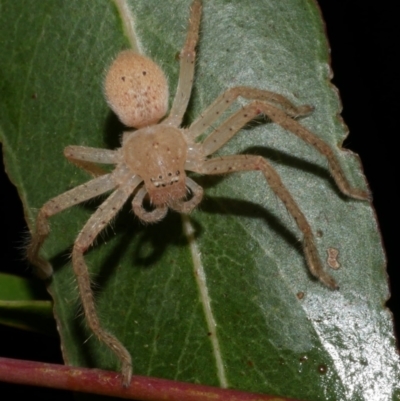 Neosparassus diana at Freshwater Creek, VIC - 25 Feb 2023 by WendyEM