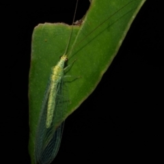 Apertochrysa edwardsi (A Green Lacewing) at WendyM's farm at Freshwater Ck. - 25 Feb 2023 by WendyEM