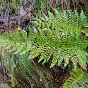 Polystichum proliferum at Namadgi National Park - 12 Jun 2024 10:14 AM